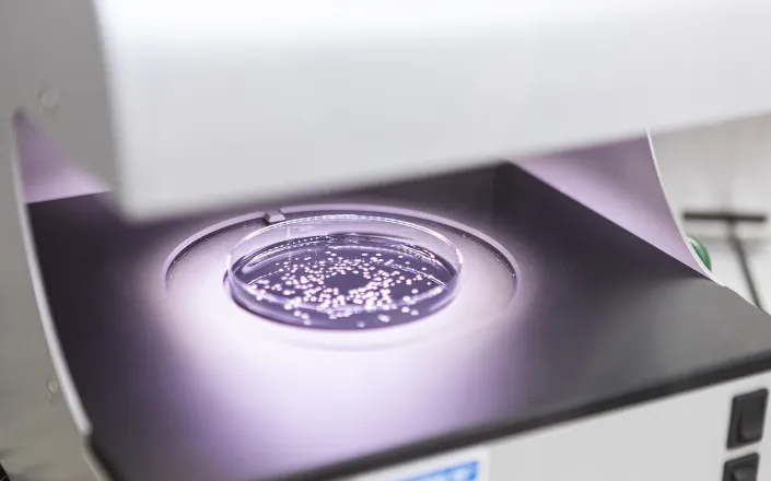 Syngenta and Amoéba partner to launch in Europe new bio-fungicide for wheat and field crops by 2026