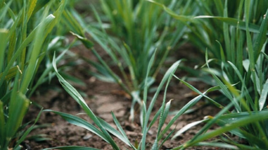 CRD lifts restriction on Bayer’s Iblon fungicide