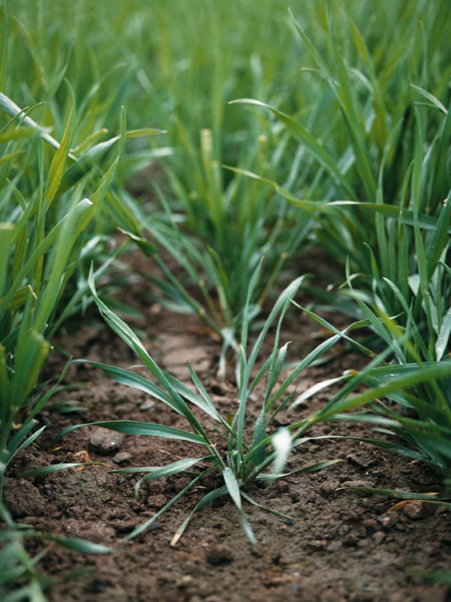 CRD lifts restriction on Bayer’s Iblon fungicide