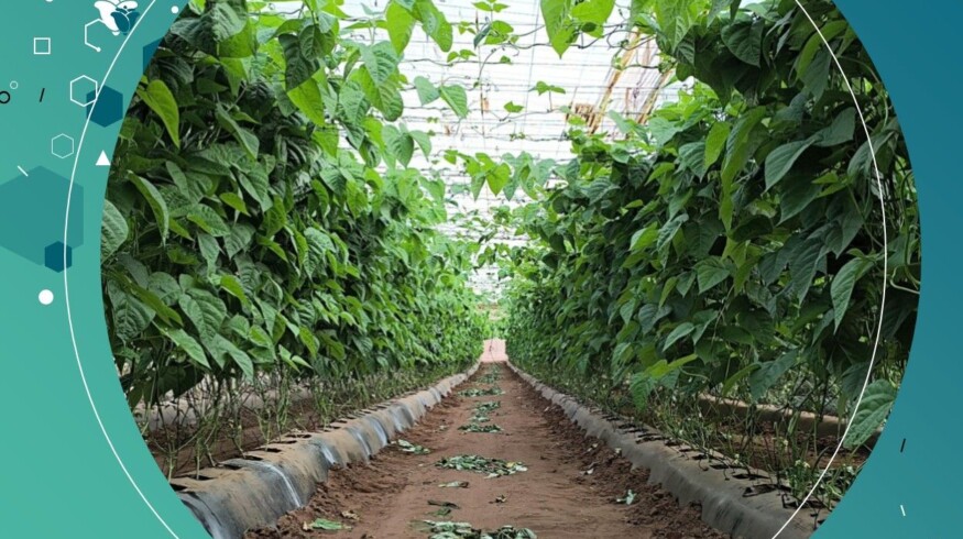 Eden Research partners with Syngenta to expand ornamental crop reach in EU and UK