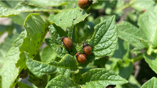 Bayer launches Sivanto Energy — new foliar insecticide for canola