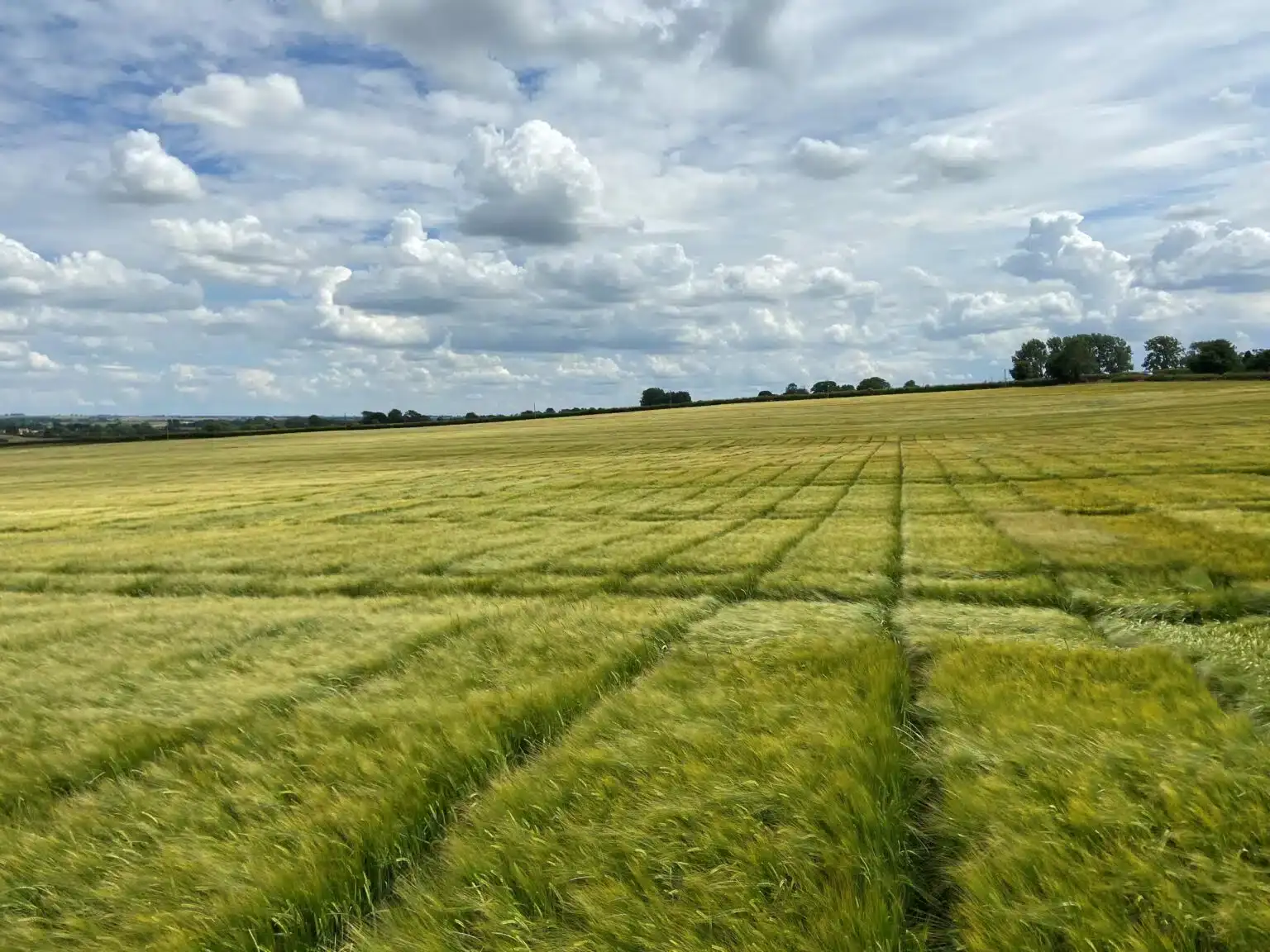 RAGT completes purchase of Syngenta malting barley seed business