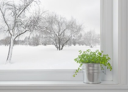 5 easy tips to keep your houseplants happy & healthy in winter
