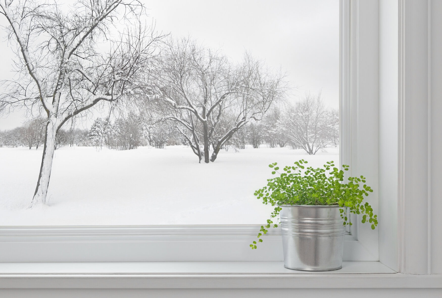 5 easy tips to keep your houseplants happy & healthy in winter